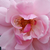 Ružičasta - Floribunda ruže - Märchenland®